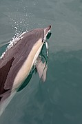 Avistamiento de delfines, Gibraltar, Reino Unido