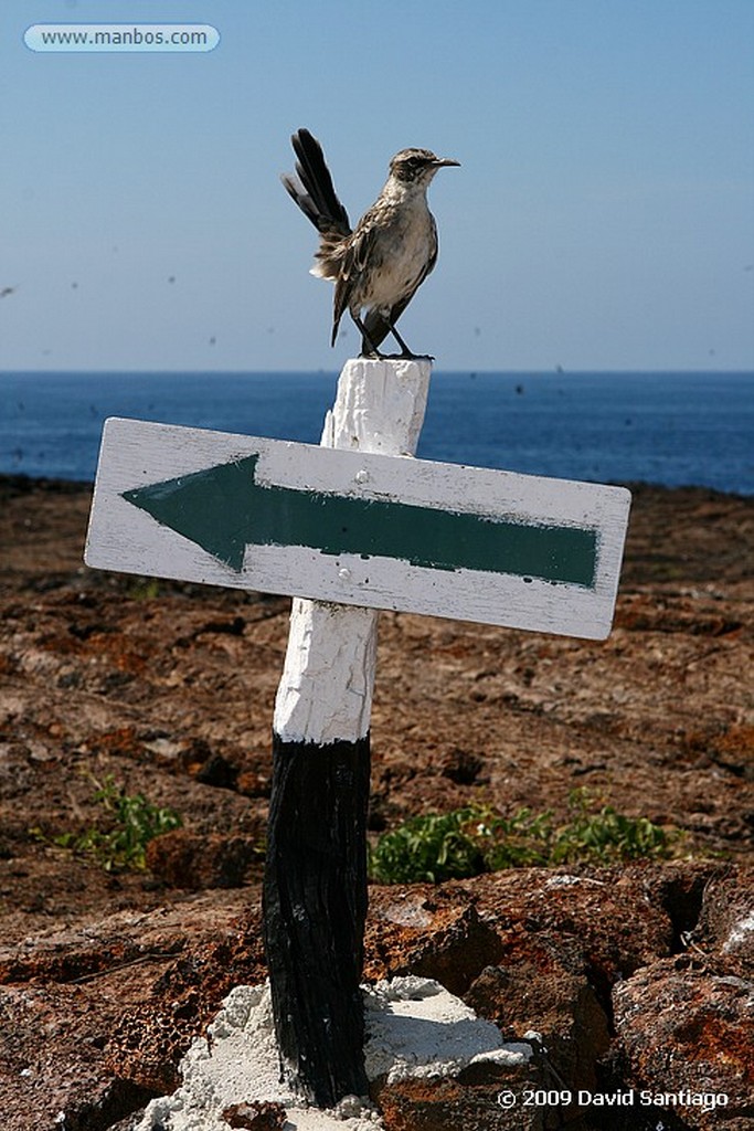 Islas Galapagos
Piquero enmascarado Sula dactylatra granti Isla Genovesa Galápagos
Islas Galapagos