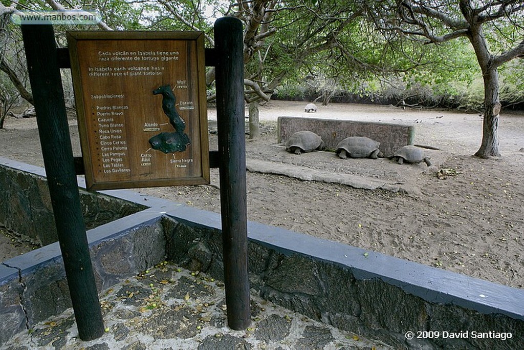 Islas Galapagos
Muro de las Lamentaciones Isabela Galápagos
Islas Galapagos