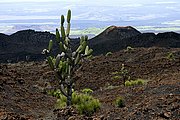 Objetivo 100 to 400
Candelabra cactus Volcan Sierra Negra Isabela Galápagosgos
Islas Galapagos
ISLAS GALAPAGOS
Foto: 18464