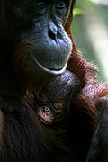 Objetivo 100 to 400
Orangutan Pongo pygmaeus Borneo
Borneo
BORNEO
Foto: 17746