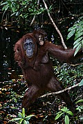 Objetivo EF 100 Macro
Orangutan Pongo pygmaeus Borneo
Borneo
BORNEO
Foto: 17724