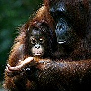 Objetivo 100 to 400
Orangutan Pongo pygmaeus Borneo
Borneo
BORNEO
Foto: 17721