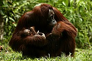 Objetivo 100 to 400
Orangutan Pongo pygmaeus Borneo
Borneo
BORNEO
Foto: 17717