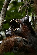 Objetivo 100 to 400
Orangutan Pongo pygmaeus Borneo
Borneo
BORNEO
Foto: 17716