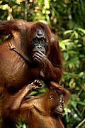 Objetivo 100 to 400
Orangutan Pongo pygmaeus Borneo
Borneo
BORNEO
Foto: 17702