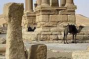 Objetivo 100 to 400
Palmira
Siria
PALMIRA
Foto: 18246