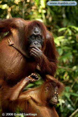 Orangutanes de Borneo