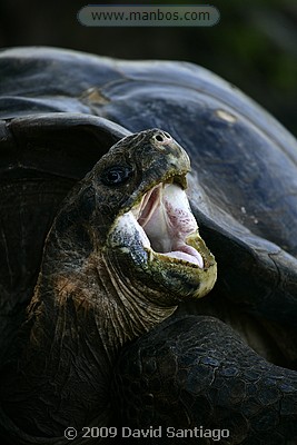 Tortuga gigante - Islas Galápagos
