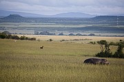 Objetivo 100 to 400
Massai Mara
Kenia
MASSAI MARA
Foto: 16888
