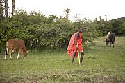 Objetivo 100 to 400
Massai Mara
Kenia
MASSAI MARA
Foto: 16864