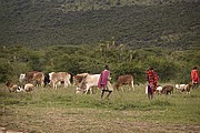 Objetivo 100 to 400
Massai Mara
Kenia
MASSAI MARA
Foto: 16862
