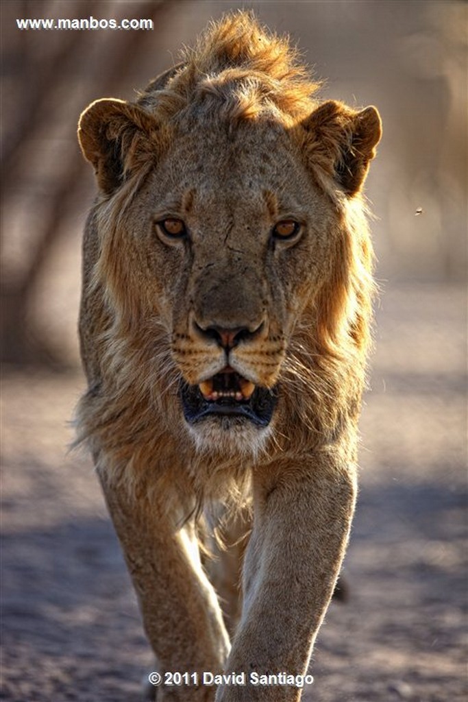Botswana
Botswana Leon  lion  panthera Leo 
Botswana