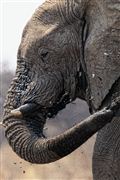 Camara Canon EOS 500D
Botswana Elefante  african Elephant  loxodonta Africana 
El Sur Africano
BOTSWANA
Foto: 23144