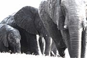 Camara Canon EOS 500D
Botswana Elefante  african Elephant  loxodonta Africana 
El Sur Africano
BOTSWANA
Foto: 23188