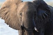 Camara Canon EOS 500D
Botswana Elefante  african Elephant  loxodonta Africana 
El Sur Africano
BOTSWANA
Foto: 23192