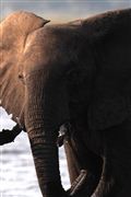 Camara Canon EOS 500D
Botswana Elefante  african Elephant  loxodonta Africana 
El Sur Africano
BOTSWANA
Foto: 23193