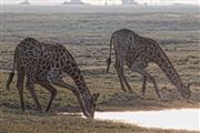 Camara Canon EOS 500D
Botswana Jirafa  giraffa Camelopardalis 
El Sur Africano
BOTSWANA
Foto: 23196