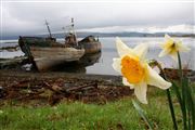 Camara Canon EOS 5D
Restos de Barcos en Craignure en La Isla de  mull - escocia
Escocia
ISLE OF MULL
Foto: 29689