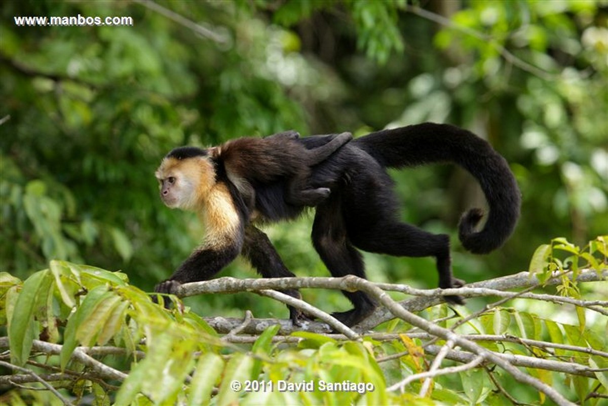 Panama
Gamboa Rain Forest Gatun Lake White Headed Capuchin
Panama