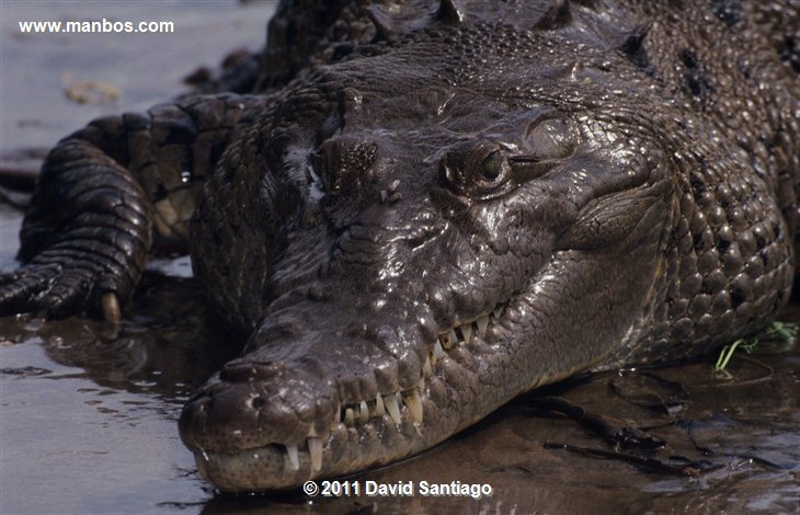 Panama
Caiman Crocodylus Coiba National Park
Panama