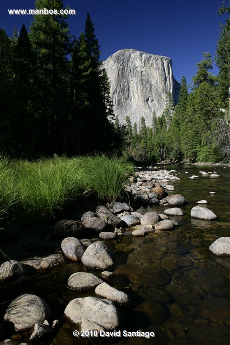 Yosemite 
Yosemite National Park Venado Bura EEUU 
California 