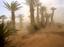 Tamegroute
Tormenta de Arena en el Palmeral de Tamegroute
Marruecos