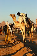 Objetivo EF 100 Macro
Carrera de Camellos en el Festival de Turismo Sahariano de Tamanrasset - Argelia
Argelia
TAMANRASSET
Foto: 16355