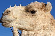 Objetivo EF 100 Macro
Detalle de Camello en  Tamanrasset - Argelia
Argelia
TAMANRASSET
Foto: 16353