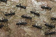 Objetivo EF 100 Macro
Hormigas en Tepuy Roraima
Parque Nacional Canaima
PARQUE NACIONAL CANAIMA
Foto: 14519