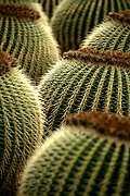 Objetivo 100 to 400
Echinocactus grusonii
Lanzarote Descubierto
LANZAROTE
Foto: 17023