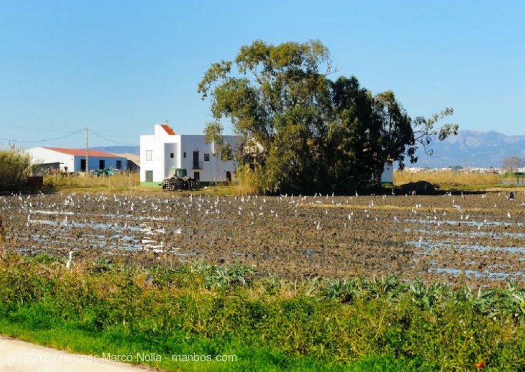El Delta del Ebro
Los Arrozales de Els Guiamets
Tarragona