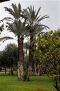 Camara NIKON D700
jardines la palmeraie-marrakech
Francesc Marcó Nolla
MARRUECOS 
Foto: 20852