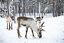 Laponia
Familia Sami al norte de Inari. Viven por y para los renos
Laponia