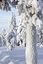 Laponia
Bosques nevados de Laponia
Laponia