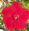 Caleta de Fustes
Flor Roja
Fuerteventura
