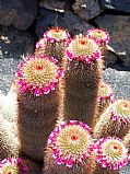 Camara DMC-G1
Flor de Cactus
Jose Pozo Gonzalez
JARDIN DE DE CACTUS
Foto: 27058