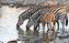 Etosha National Park
Grupo de cebras de las planicies bebiendo en la charca de Okaukuejo
Namibia