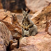 Camara Canon EOS 10D
Wallaby de las rocas
Australia
SIMPSONS GAP
Foto: 14594