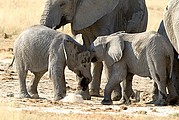 Camara Canon EOS-1D
Crias de elefante jugando al lado de sus madres
Namibia
ETOSHA NATIONAL PARK
Foto: 9992