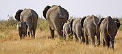 Camara Canon EOS-1D
Grupo familiar de elefantes
Namibia
ETOSHA NATIONAL PARK
Foto: 9993