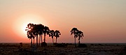 Camara Canon EOS-1D
Atardecer en Tree Palms
Namibia
ETOSHA NATIONAL PARK
Foto: 9995