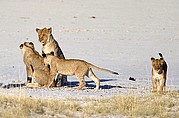 Camara Canon EOS-1D
Grupo de leones jovenes pertenecientes al mismo grupo familiar
Namibia
ETOSHA NATIONAL PARK
Foto: 9998