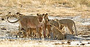 Camara Canon EOS-1D
Todo el grupo familiar recibe a la leona dominante del grupo de Aroe, tra una caceria
Namibia
ETOSHA NATIONAL PARK
Foto: 10003