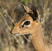 Camara Canon EOS-1D
Uno de los antilopes mas pequeños de Africa
Namibia
ETOSHA NATIONAL PARK
Foto: 10004
