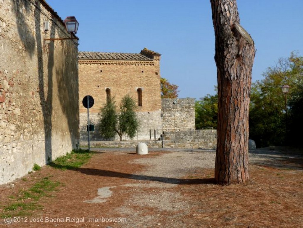 San Gimignano
Olivos y vides
Siena