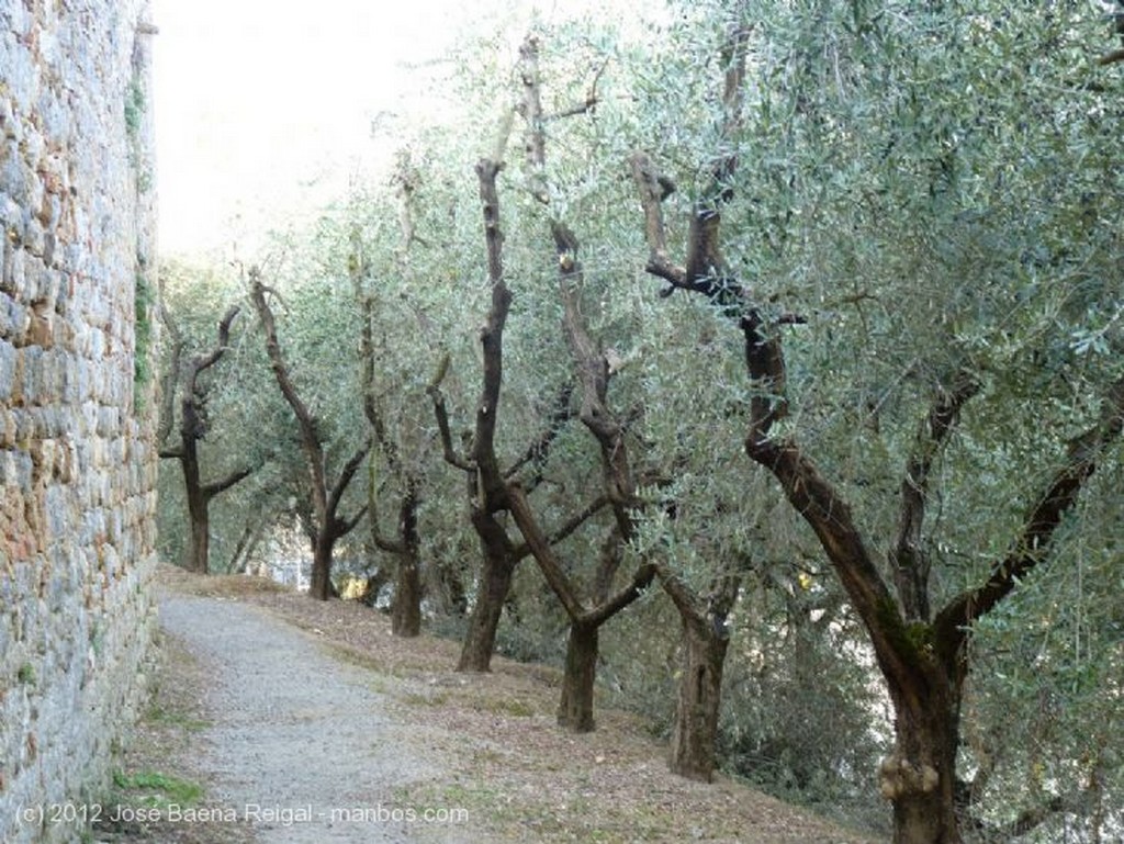San Gimignano
Campos de vides
Siena