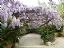 Malaga
Con las glicinias en flor 
Malaga