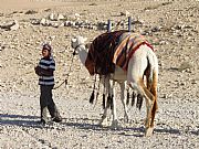 Camara DMC-FZ38
Muchacho beduino y su camello
José Baena Reigal
PALMIRA
Foto: 21150