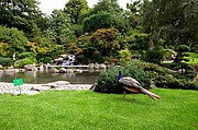 Holland park, Londres, Reino Unido